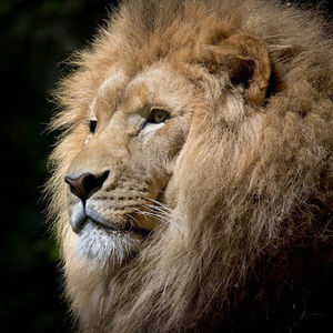 Meet your Posher, Arashdeep